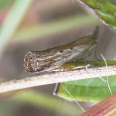 Faveria tritalis (Couchgrass Webworm) at Nicholls, ACT - 16 Mar 2024 by Hejor1