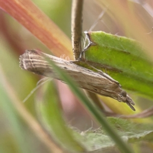 Faveria tritalis at Harcourt Hill - 16 Mar 2024 05:55 PM