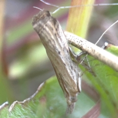 Faveria tritalis at Harcourt Hill - 16 Mar 2024