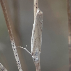 Culladia cuneiferellus (Crambinae moth) at Harcourt Hill - 16 Mar 2024 by Hejor1