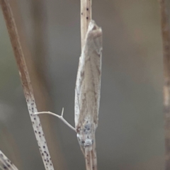 Culladia cuneiferellus (Crambinae moth) at Nicholls, ACT - 16 Mar 2024 by Hejor1