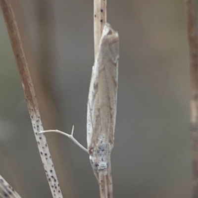 Culladia cuneiferellus (Crambinae moth) at Harcourt Hill - 16 Mar 2024 by Hejor1