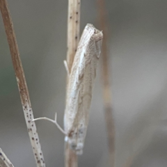 Culladia cuneiferellus at Harcourt Hill - 16 Mar 2024