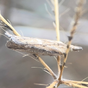 Faveria tritalis at Harcourt Hill - 16 Mar 2024