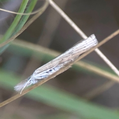 Culladia cuneiferellus (Crambinae moth) at Harcourt Hill - 16 Mar 2024 by Hejor1