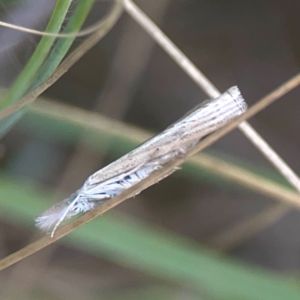 Culladia cuneiferellus at Harcourt Hill - 16 Mar 2024