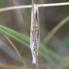 Culladia cuneiferellus at Harcourt Hill - 16 Mar 2024