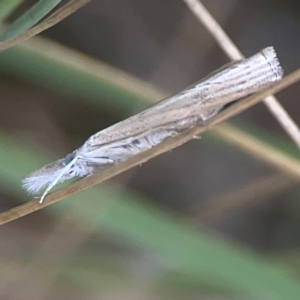 Culladia cuneiferellus at Harcourt Hill - 16 Mar 2024 06:01 PM