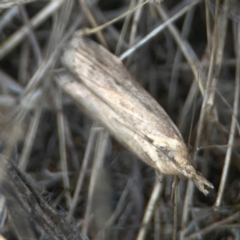 Faveria tritalis (Couchgrass Webworm) at Nicholls, ACT - 16 Mar 2024 by Hejor1