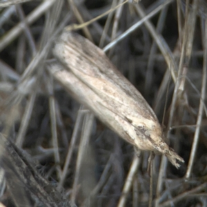 Faveria tritalis at Harcourt Hill - 16 Mar 2024