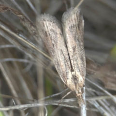 Faveria tritalis at Harcourt Hill - 16 Mar 2024