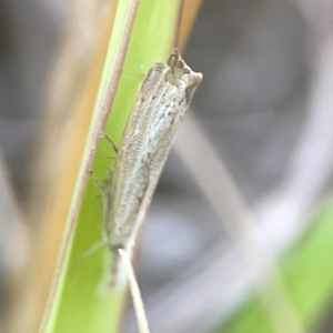 Culladia cuneiferellus at Harcourt Hill - 16 Mar 2024 06:07 PM