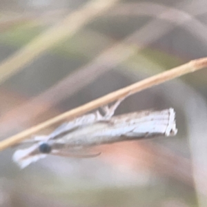 Culladia cuneiferellus at Harcourt Hill - 16 Mar 2024 06:07 PM