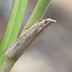Faveria tritalis (Couchgrass Webworm) at Harcourt Hill - 16 Mar 2024 by Hejor1