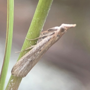 Faveria tritalis at Harcourt Hill - 16 Mar 2024