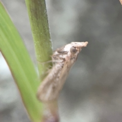 Faveria tritalis at Harcourt Hill - 16 Mar 2024 06:10 PM