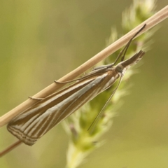 Hednota species near grammellus (Pyralid or snout moth) at Harcourt Hill - 16 Mar 2024 by Hejor1