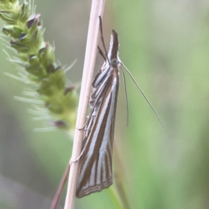 Hednota species near grammellus at Harcourt Hill - 16 Mar 2024