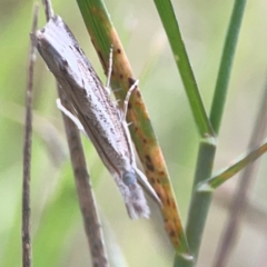 Culladia cuneiferellus (Crambinae moth) at Harcourt Hill - 16 Mar 2024 by Hejor1