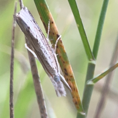 Culladia cuneiferellus (Crambinae moth) at Nicholls, ACT - 16 Mar 2024 by Hejor1