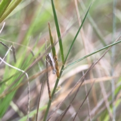 Culladia cuneiferellus at Harcourt Hill - 16 Mar 2024