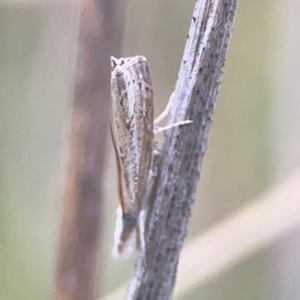 Culladia cuneiferellus at Harcourt Hill - 16 Mar 2024