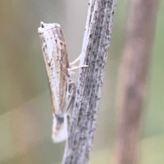 Culladia cuneiferellus at Harcourt Hill - 16 Mar 2024 06:18 PM