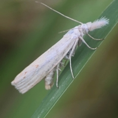 Culladia cuneiferellus (Crambinae moth) at Harcourt Hill - 16 Mar 2024 by Hejor1