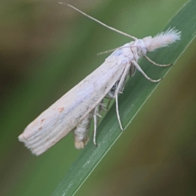 Culladia cuneiferellus (Crambinae moth) at Harcourt Hill - 16 Mar 2024 by Hejor1