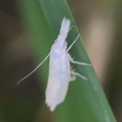 Culladia cuneiferellus at Harcourt Hill - 16 Mar 2024