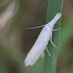 Culladia cuneiferellus at Harcourt Hill - 16 Mar 2024