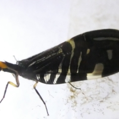 Porismus strigatus (Pied Lacewing) at Emu Creek - 16 Mar 2024 by JohnGiacon