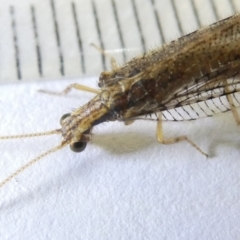 Stenosmylus tenuis (Osmylid lacewing) at Belconnen, ACT - 16 Mar 2024 by JohnGiacon