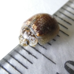 Paropsisterna m-fuscum (Eucalyptus Leaf Beetle) at Flea Bog Flat to Emu Creek Corridor - 16 Mar 2024 by JohnGiacon