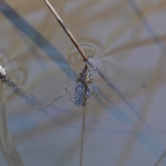 Enithares sp. (genus) (Backswimmer) at Block 402 - 17 Jul 2023 by RobG1