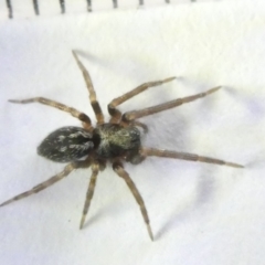 Badumna longinqua (Grey House Spider) at Belconnen, ACT - 16 Mar 2024 by JohnGiacon