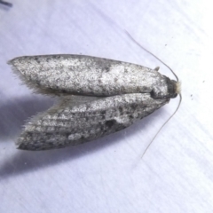 Lepidoscia (genus) ADULT (A Case moth) at Emu Creek Belconnen (ECB) - 15 Mar 2024 by JohnGiacon