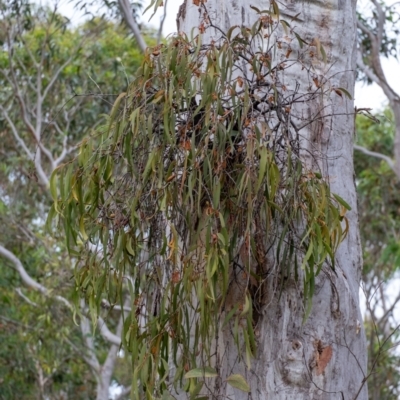Unidentified Climber or Mistletoe at Morton National Park - 15 Mar 2024 by Aussiegall