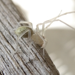 Cheiracanthium sp. (genus) (Unidentified Slender Sac Spider) at Emu Creek Belconnen (ECB) - 16 Mar 2024 by JohnGiacon