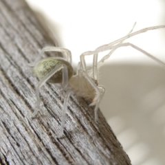 Cheiracanthium sp. (genus) (Unidentified Slender Sac Spider) at Belconnen, ACT - 16 Mar 2024 by JohnGiacon