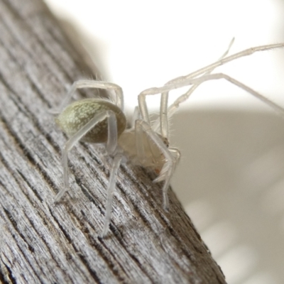 Cheiracanthium sp. (genus) (Unidentified Slender Sac Spider) at Emu Creek Belconnen (ECB) - 16 Mar 2024 by JohnGiacon