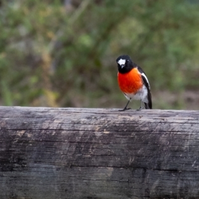 Petroica boodang (Scarlet Robin) at Morton National Park - 15 Mar 2024 by Aussiegall