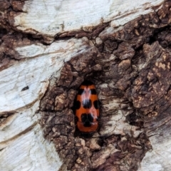 Episcaphula australis (Fungus beetle) at Watson, ACT - 16 Mar 2024 by AniseStar