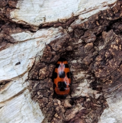 Episcaphula australis (Fungus beetle) at Watson Green Space - 16 Mar 2024 by AniseStar