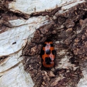 Episcaphula australis at Watson Green Space - 16 Mar 2024