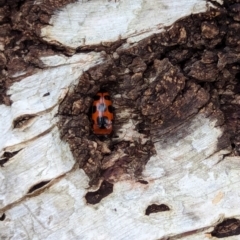 Episcaphula australis at Watson Green Space - 16 Mar 2024