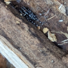 Nyssus coloripes (Spotted Ground Swift Spider) at Watson Green Space - 16 Mar 2024 by AniseStar