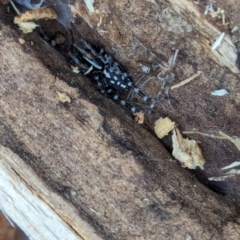 Nyssus albopunctatus at Watson Green Space - 16 Mar 2024