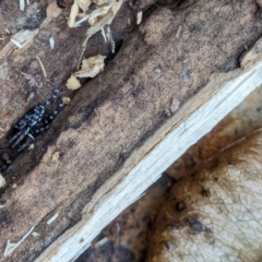 Nyssus albopunctatus at Watson Green Space - 16 Mar 2024