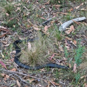 Pseudechis porphyriacus at Tidbinbilla Nature Reserve - 16 Mar 2024 03:17 PM